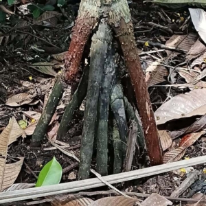 David Parker Drymophloeus sp. 'Patipi' 3