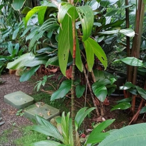 David Parker Dypsis humbertii 1