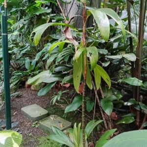 David Parker Dypsis humbertii 2