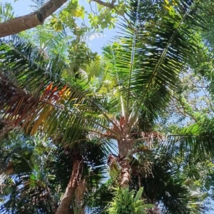 David Parker Chrysalidocarpus nauseosus