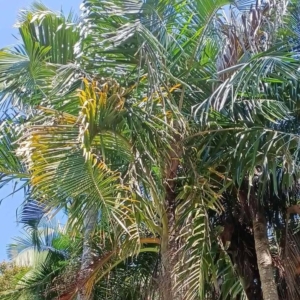 David Parker Dypsis rivularis
