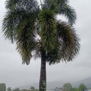 David Parker Foxtail in the rain
