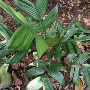 David Parker Geonoma macrostachys