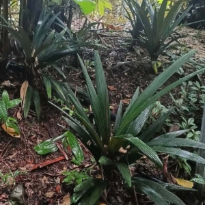 David Parker Geonoma pauciflora