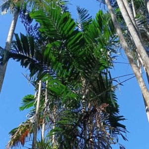 David Parker Hydriastele ledermanniana
