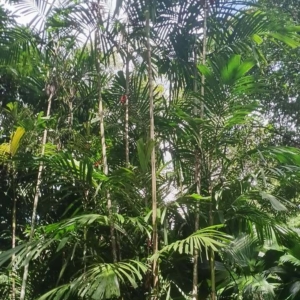 David Parker Hydriastele microcarpa