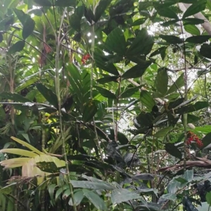 David Parker Hydriastele pinangoides 1