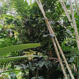 David Parker Hydriastele pinangoides 2