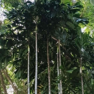 David Parker Hydriastele variabilis