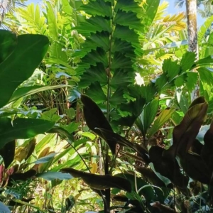 David Parker Iriartea deltoidea 1