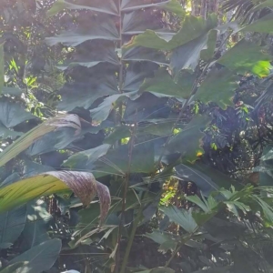 David Parker Iriartea deltoidea 2