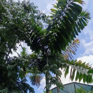 David Parker Iriartea deltoidea