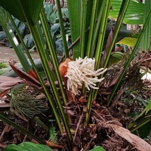 David Parker Johannesteijsmannia altifrons inflorescence