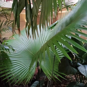 David Parker Kerriodoxa elegans 2