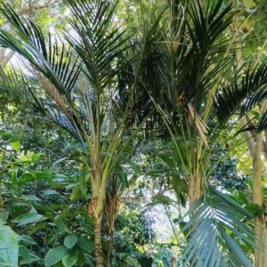 David Parker Laccospadix australasicus