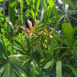 David Parker Licuala aurantiaca