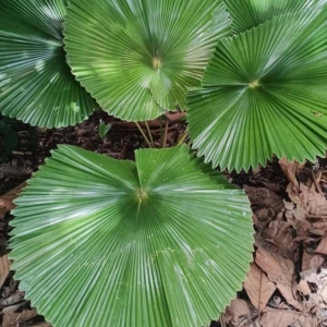 David Parker Licuala cordata