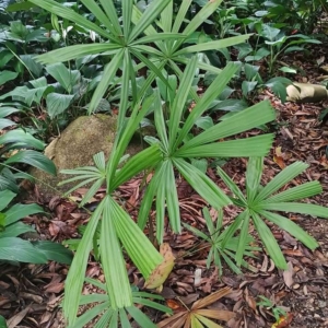 David Parker Licuala egregia