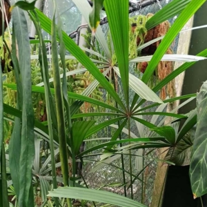 David Parker Licuala ferruginea 2