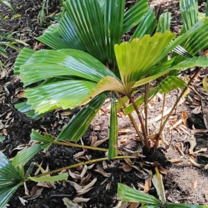 David Parker Licuala fractiflexa 1