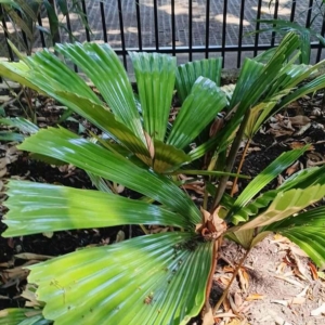 David Parker Licuala fractiflexa 2