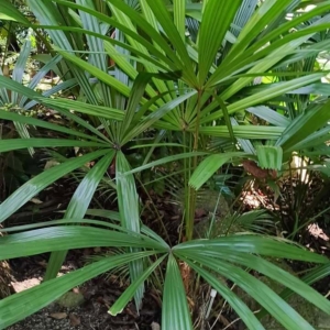David Parker Licuala miriensis