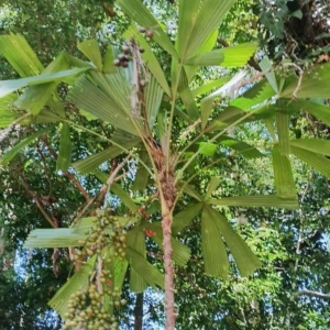David Parker Licuala platydactyla