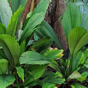 David Parker Licuala sallehana var. sallehana