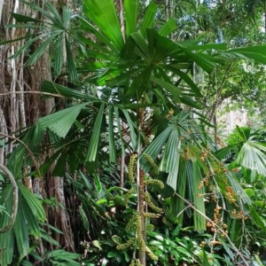 David Parker Licuala sp rabaul