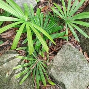 David Parker Licuala tenuissima