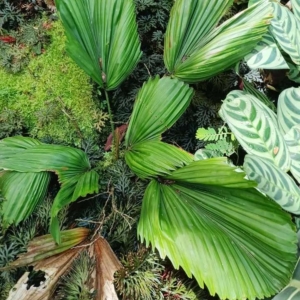 David Parker Licuala triphylla