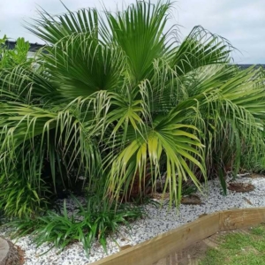 David Parker Livistona chinensis