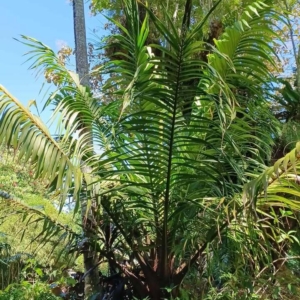 David Parker Marojeyya insignis 1