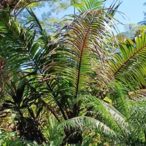 David Parker Marojeyya insignis 2