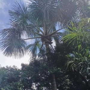 David Parker Mauritia flexuosa 1