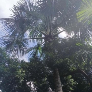 David Parker Mauritia flexuosa 2