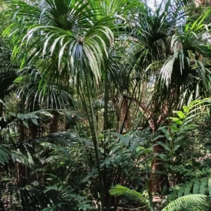 David Parker Mauritia flexuosa 4