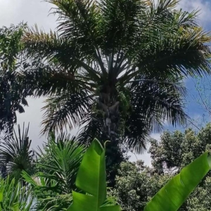 David Parker Metroxylon amicarum