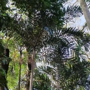 David Parker Normanbya normanbyi 1