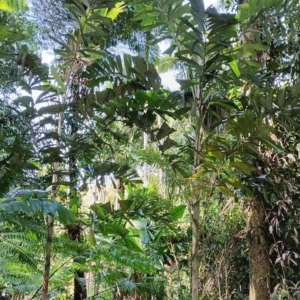 David Parker Normanbya normanbyi 2