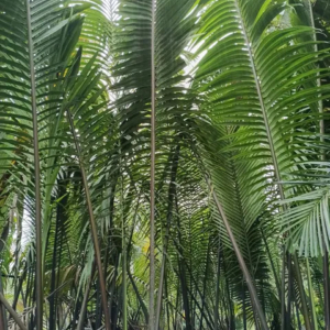 David Parker Nypa fruticans 3