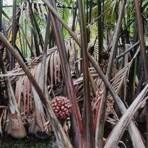 David Parker Nypa fruticans 4