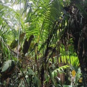 David Parker Oencoarpus mapora 1