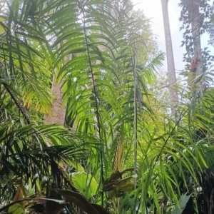 David Parker Oencoarpus mapora 2