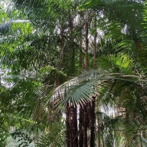 David Parker Oncosperma tigillarium 1