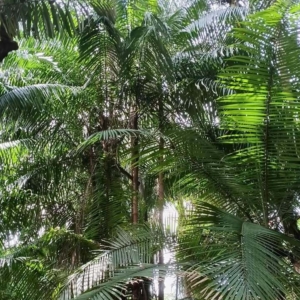 David Parker Oncosperma tigillarium 2