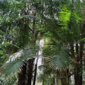 David Parker Oncosperma tigillarium 3