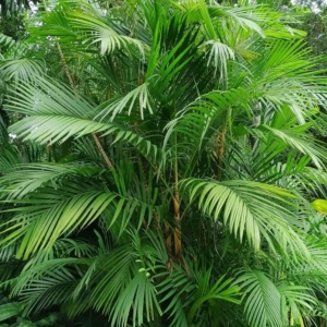 David Parker Pinanga adangensis