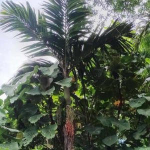 David Parker Pinanga batanensis