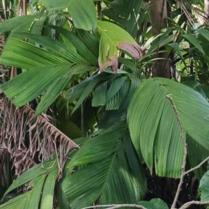 David Parker Pinanga baviensis